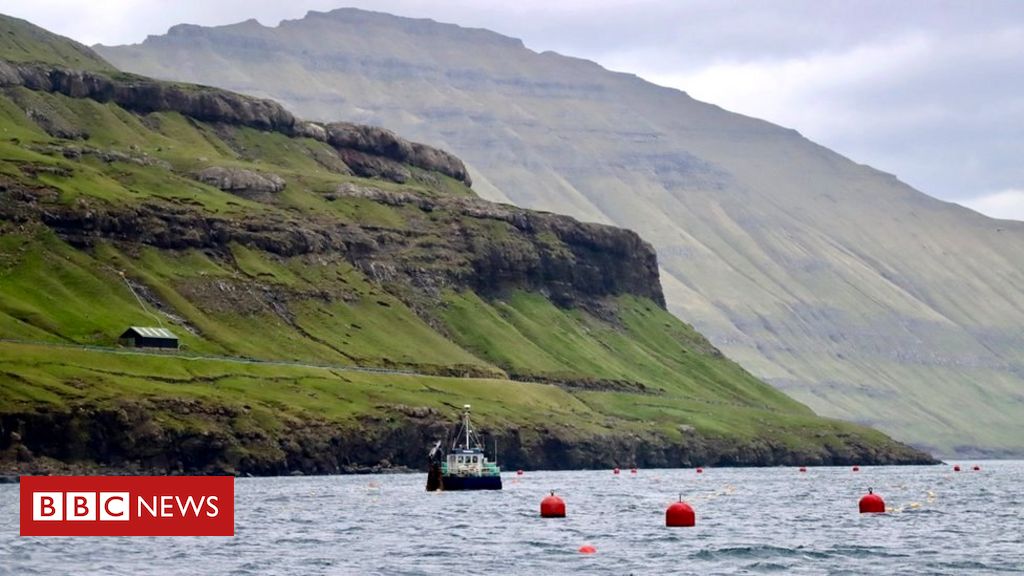 Seaweed: The food and fuel of the future?